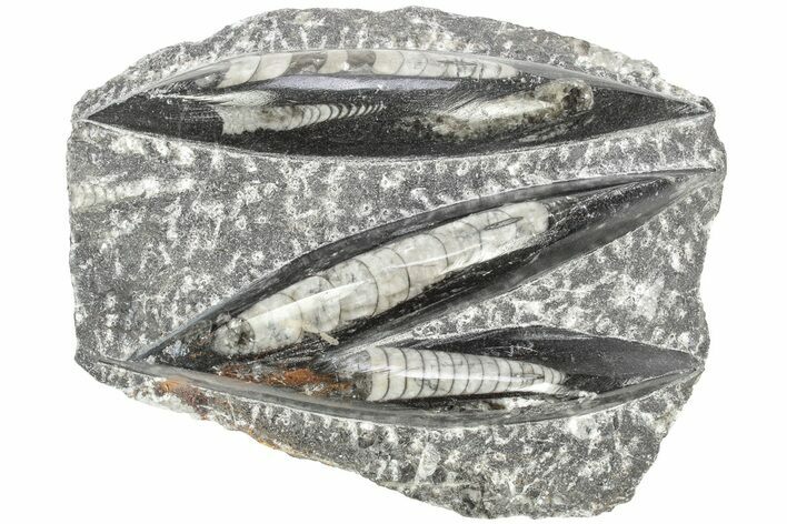 Polished Fossil Orthoceras Plate - Morocco #212565